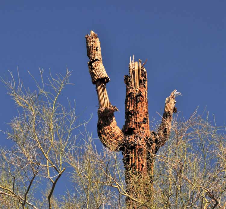 dead saguaro